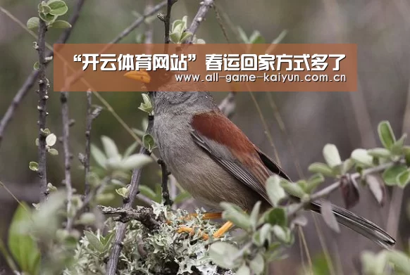 开云体育网站